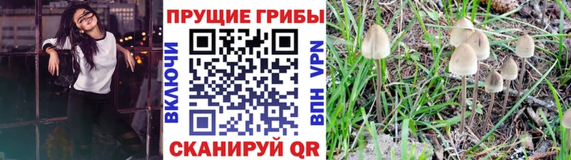 hydra как зайти  Звенигово  Псилоцибиновые грибы Psilocybe 